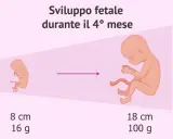 Sviluppo fetale durante il 4° mese: da 8 cm e 16 g a 18 cm e 100 g.