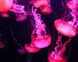 Meduse rosa e viola fluttuano nell'oscurità, con tentacoli sottili. Si nutrono di plancton e piccoli organismi marini.