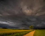 Burzowe niebo nad polami rzepaku. Droga wije się przez zielone łąki, a samotne drzewo stoi na tle dramatycznych chmur. To piękne krajobrazy Podlasia.