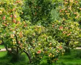 Arbres fruitiers en espalier chargés de pommes rouges et vertes, dans un jardin verdoyant.