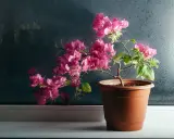 Un bougainvillier aux fleurs roses éclatantes, prêt pour son rempotage, sur un rebord de fenêtre.