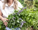 A woman holds a large bunch of fresh herbs, including lemon balm plant flowers, with delicate purple blooms and vibrant green leaves.
