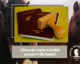 Paszport dla konia: jak wyrobić? Obowiązki i uniknij kar!