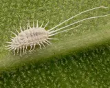 Gros plan d'une cochenille farineuse sur une feuille verte. Un traitement efficace est essentiel pour éradiquer ces nuisibles.