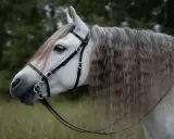 Ein stolzes **Pferd Spanier** mit langer, grauer Mähne und schwarzem Zaumzeug steht im Grünen.