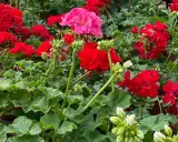 Kwitnący geranium w odcieniach czerwieni i różu, z zielonymi liśćmi.