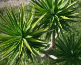 Yuca planta exterior con hojas verdes y puntiagudas, dispuestas en rosetas. El tronco leñoso se ve entre las hojas.