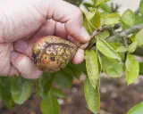 Main d'une personne tenant une poire affectée par la maladie du poirier, montrant des taches et des craquelures sur la peau du fruit.