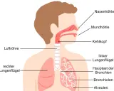 Schema der Atemwege: Nasenhöhle, Mundhöhle, Kehlkopf, Luftröhre, Hauptast der Bronchien und feineren Bronchiolen bis zu den Alveolen.