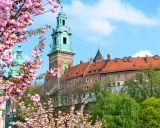 Wiosna na błoniach krakowskich. Kwitnące drzewa wiśni ozdabiają widok na Wawel z zielonymi wieżami i ceglanymi murami.