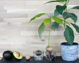 Von ganzen Avocados bis zu einer jungen avocado pflanze im Topf, die Entwicklung von der Frucht zum grünen Sprössling.