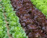 Légumes verts et rouges en rangées. Idéal pour savoir quand planter les salades en pleine terre.