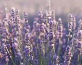 Pole pełne kwitnącej lawendy wąskolistnej (lavandula angustifolia) w delikatnym, rozproszonym świetle.