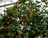 Krzew z owocami, jak małe pomarańcze, to **oriana calamondin**.