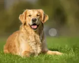 Uśmiechnięty golden retriever leży na trawie, ciesząc się ciepłym dniem.