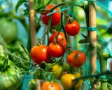 Tomates rouges et vertes mûrissant sur la tige, promettant les meilleures tomates pour salade.