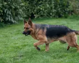 Berger allemand en pleine course sur l'herbe, signe d'une bonne alimentation et d'une santé de fer.