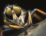 Obiektyw makro do owadów: Wybierz idealny! Poradnik eksperta