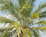 Le soleil a pâli les feuilles d'un palmier, lui donnant une teinte jaune-vert sous le ciel bleu.
