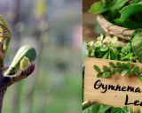 Jeunes pousses et feuilles de gymnema sylvestre, une plante aux multiples bienfaits.