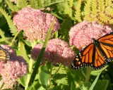 Un papillon monarque aux ailes orange et noires butine des fleurs roses. Des abeilles travaillent aussi sur les asclépiades.