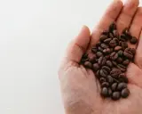 Eine Hand hält geröstete Kaffeebohnen. Das Bild erklärt, was bedeutet entkoffeiniert: Kaffee ohne Koffein.