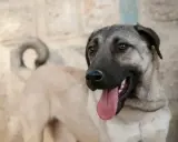 Potężny pies rasy kangal, turecka rasa psa, z językiem na wierzchu, gotowy do zabawy.