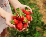 Mains tenant une poignée de fraises rouges et juteuses, prêtes à être plantées.