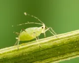 Puceron vert sur une tige, un ennemi des plantes, mais certaines plantes sont une plante anti pucerons naturelle.