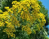 Un bouquet de fleurs jaunes vives, ressemblant à des boutons, se dresse fièrement. Ces fleurs, connues pour leur utilisation en purin de tanaisie, attirent des insectes bourdonnants sous un ciel bleu éclatant.