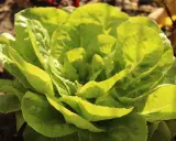 Une belle laitue verte, prête à faire pommer les salades, pousse dans le jardin. Ses feuilles tendres sont baignées de soleil.