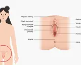 Ilustracja anatomiczna przedstawiająca budowę zewnętrznych narządów płciowych kobiety z opisami.
