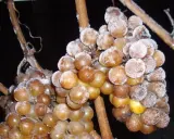 Gefrorene Trauben, die auf den Frost warten, um zu Eiswein verarbeitet zu werden. Was ist Eiswein? Ein süßer Wein, der aus gefrorenen Trauben hergestellt wird.