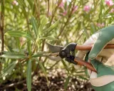 Maintenant, quand tailler les lauriers roses pour une floraison éclatante. Des mains gantées utilisent un sécateur pour tailler une branche.