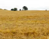 Goldgelbes Gerstenfeld unter bewölktem Himmel. Hier wächst die Basis für einen guten, glutenfreien Whiskey.