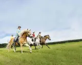 Vier Reiter genießen das trail reiten auf ihren Pferden über eine grüne Wiese unter blauem Himmel.