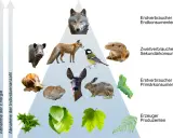 Wolf, Fuchs, Wildschwein, Eidechse, Meise, Reh, Hase, Maus, Schnecke, Raupe und Pflanzen bilden eine Nahrungskette.