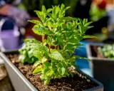 Planta de menta en maceta, ideal como plantas antimosquitos para tu jardín.