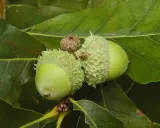 Glands de chêne verts sur une branche. Pour savoir dans quel sens planter un gland de chêne, il faut observer la petite pointe qui sera la future racine.