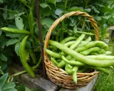Panier rempli de fèves vertes fraîchement cueillies, à côté des plants. Idéal pour savoir dans quel sens semer les fèves pour une récolte abondante.