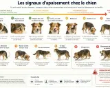 Infographie sur les signaux d'apaisement du chien, de l'inconfort léger au risque de morsure. Reconnaître ces signes, comme le bâillement ou le regard en coin, aide à prévenir les situations de stress, même chez un chien atteint d'atrophie rétinienne p...