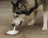 Husky wymiotuje pianą. Dowiedz się, co zrobić, gdy pies wymiotuje pianą, aby szybko mu pomóc.
