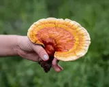Une main tient un champignon reishi aux couleurs vives, évoquant ses nombreux bienfaits pour la santé.