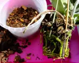 Orchideen Pflege: Wurzeln einer Orchidee werden aus dem alten Substrat genommen. Frische Rinde liegt daneben.