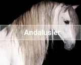 Ein majestätisches Pferd, ein stolzer Andalusier, mit langer, wallender Mähne vor schwarzem Hintergrund.