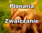 Kilka planarii w akwarium, które mogą wymagać zwalczania.