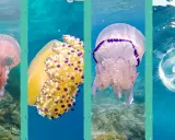 Quattro specie di meduse colorate nuotano in acque limpide: una rosa, una gialla a pois viola, una bianca con bordo viola e una trasparente.