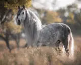Ein majestätisches Pferd mit langer Mähne, ein Vertreter der spanischen pferderassen, steht in einer sonnigen Wiese.