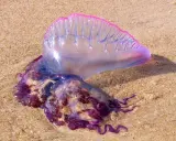 Una medusa letale, la Caravella Portoghese, spiaggiata sulla sabbia con il suo galleggiante rosa e tentacoli viola.