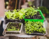 Semilleros con plantas jóvenes, listos para trasplantar. Guía para saber como hacer un huerto en el campo paso a paso.